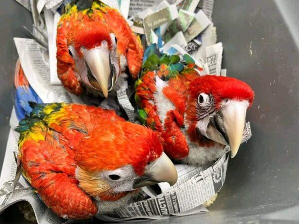 scarlet macaw for sale