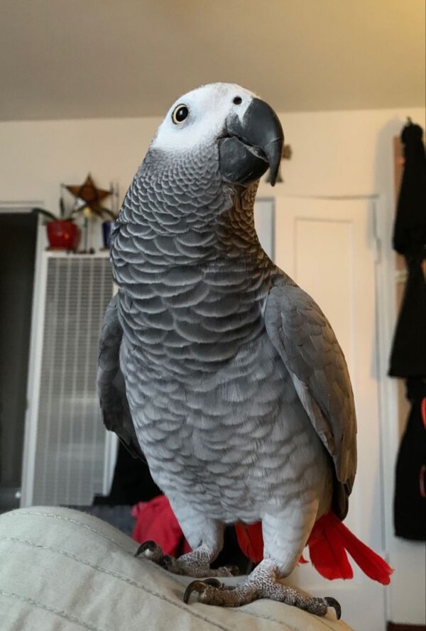 african grey parrots for sale