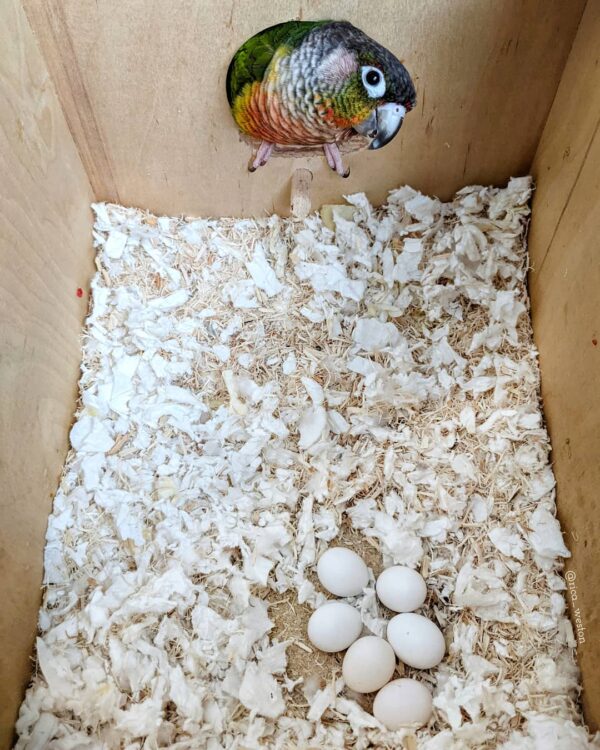 parrot eggs for sale