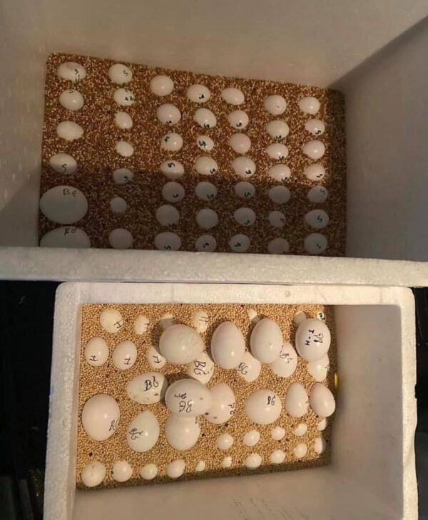 parrot eggs for sale