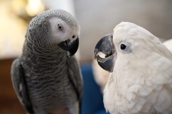 umbrella cockatoo for sale